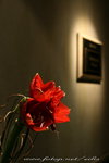 IMG_3441c