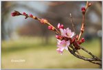 Cherry Blossom by Tidal Basin
