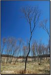 big meadow 02a