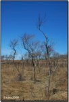 big meadow 11a