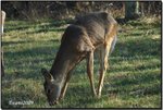 deer 01a