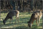 deer 02a