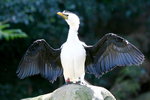 Taronga_25