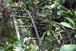 �F�_�C29