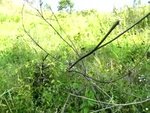 �ګY Video