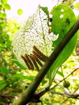 �N�Y�̼��ܳz����