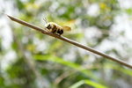 �W��Bee! �n�d���[�A���ɧ^���šA�|���h�^�[�I (�V��� - �ӦW�X�!)