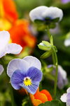 ��i2010_01