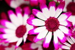 ��i2010_06