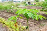 ���s_�e�I_37