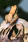 20sep09_37 ( 210mm x 2X )