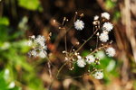 �s��_30