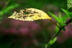 �i�i��19jul09_4_resize