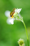 �����u�����t-Glycyphana nicobarica 