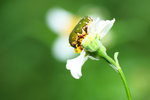 �����u�����t-Glycyphana nicobarica 