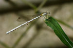 ���U���e-Copera marginipes