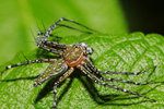 �\���ߵ�-Oxyopes sp.
