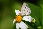 �`��ǽ� Zizeeria maha