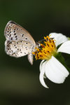 �`��ǽ� Zizeeria maha
