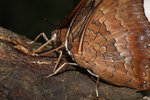 �g�潺 Charaxes marmax