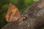 �g�潺 Charaxes marmax
