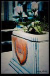 Agfa CT100(e to c)