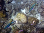 P1030050