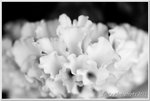 IMG_8257