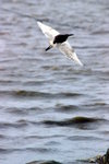 IMG_1581
