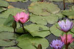 IMG_3876-1