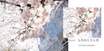 sakura1