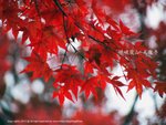 PB181120-e copy