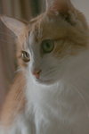 
My Cat