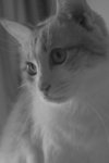 
My Cat2
