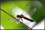 IMG_4725