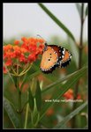 IMG_4899-2