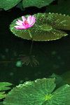 DCS_7781a