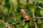 DSC_1116