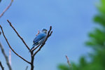 IMG_1527