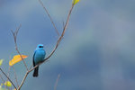 IMG_8409_1
