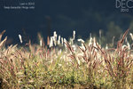 IMG_0172_1