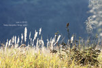 IMG_0179_1