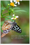 DPP_4296