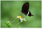 DPP_4298