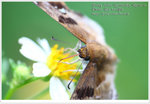 DPP_4323