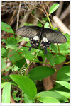 DPP_4332