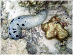 DSCF5785