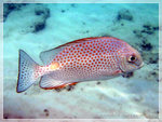 DSCF5786