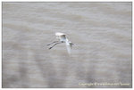 IMG_3988a
