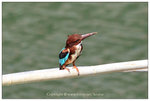 IMG_0028a